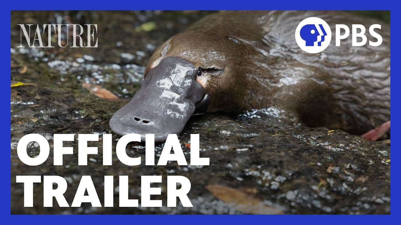 the-platypus-guardian-nature-mountain-lake-pbs