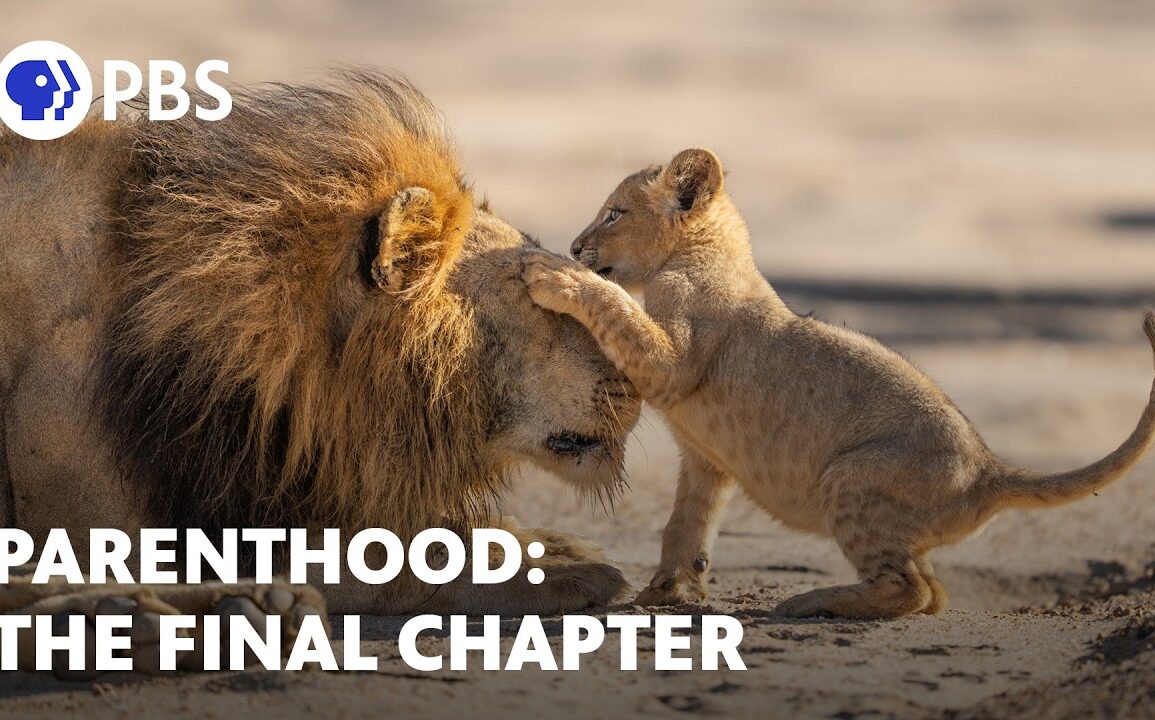 p265941-youtube-thumbnail-1155x720 image